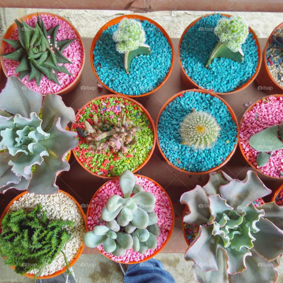 cactus and succulents collection