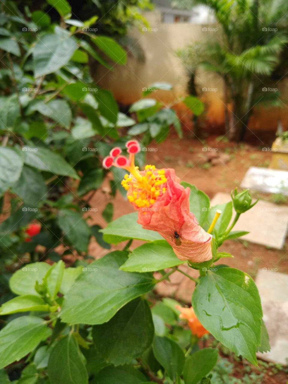 orange hibiscus bud in my garden