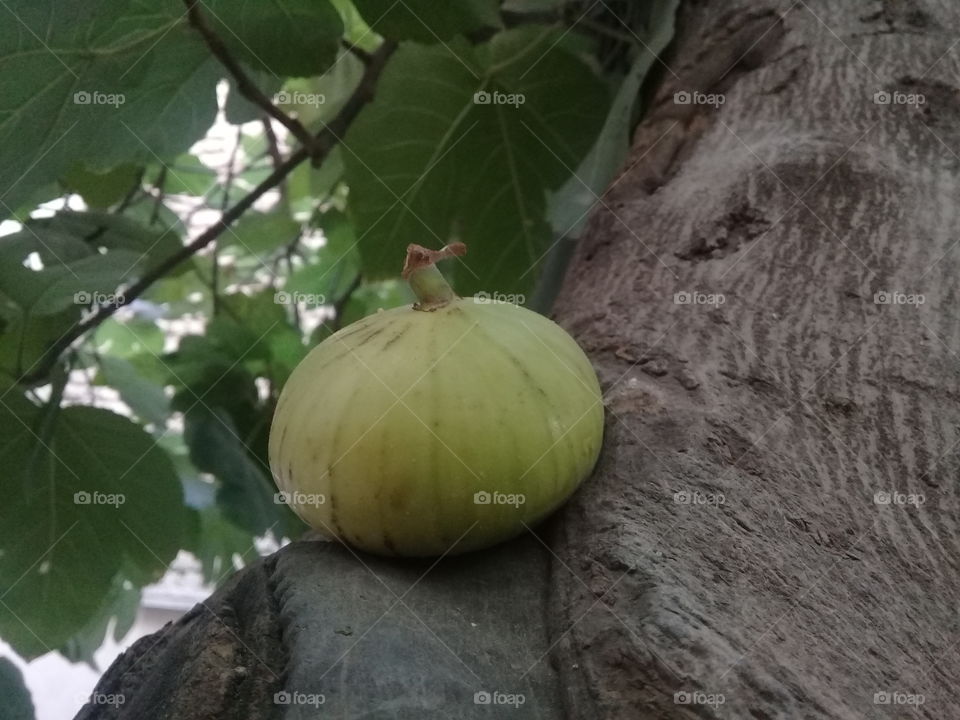 fig