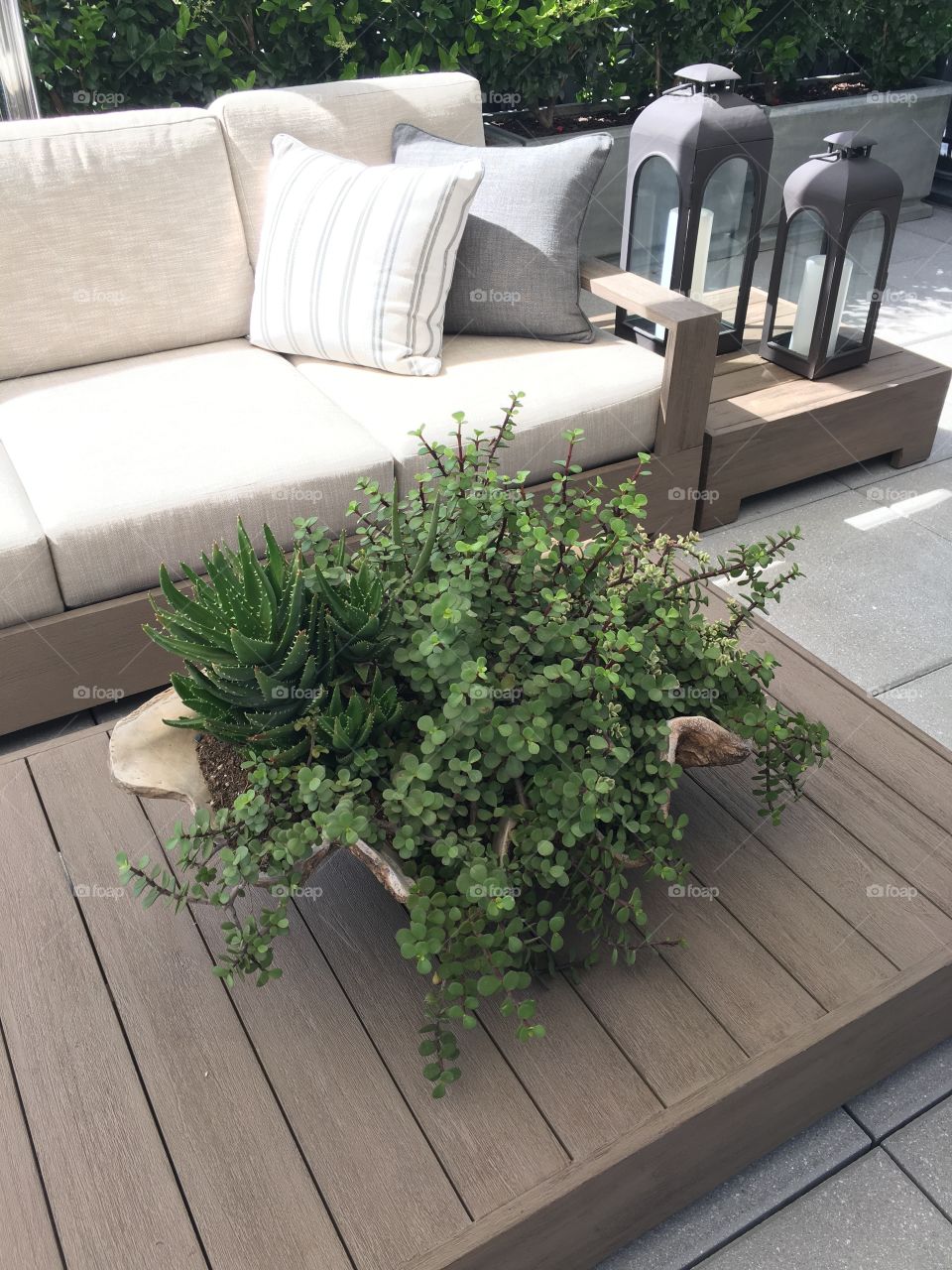 Large shell contains an assortment of succulents on a table in an outdoor living area