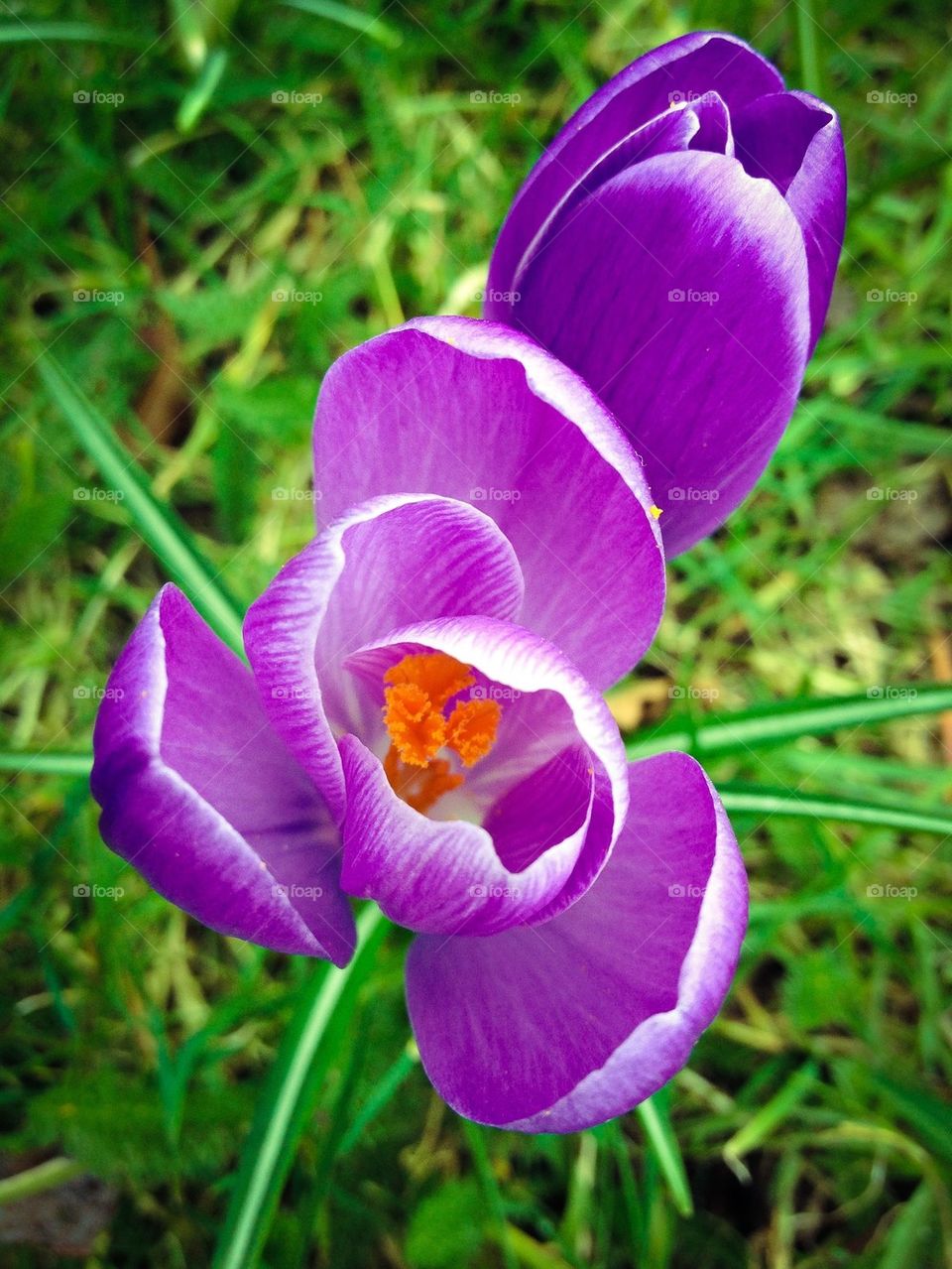 Crocus