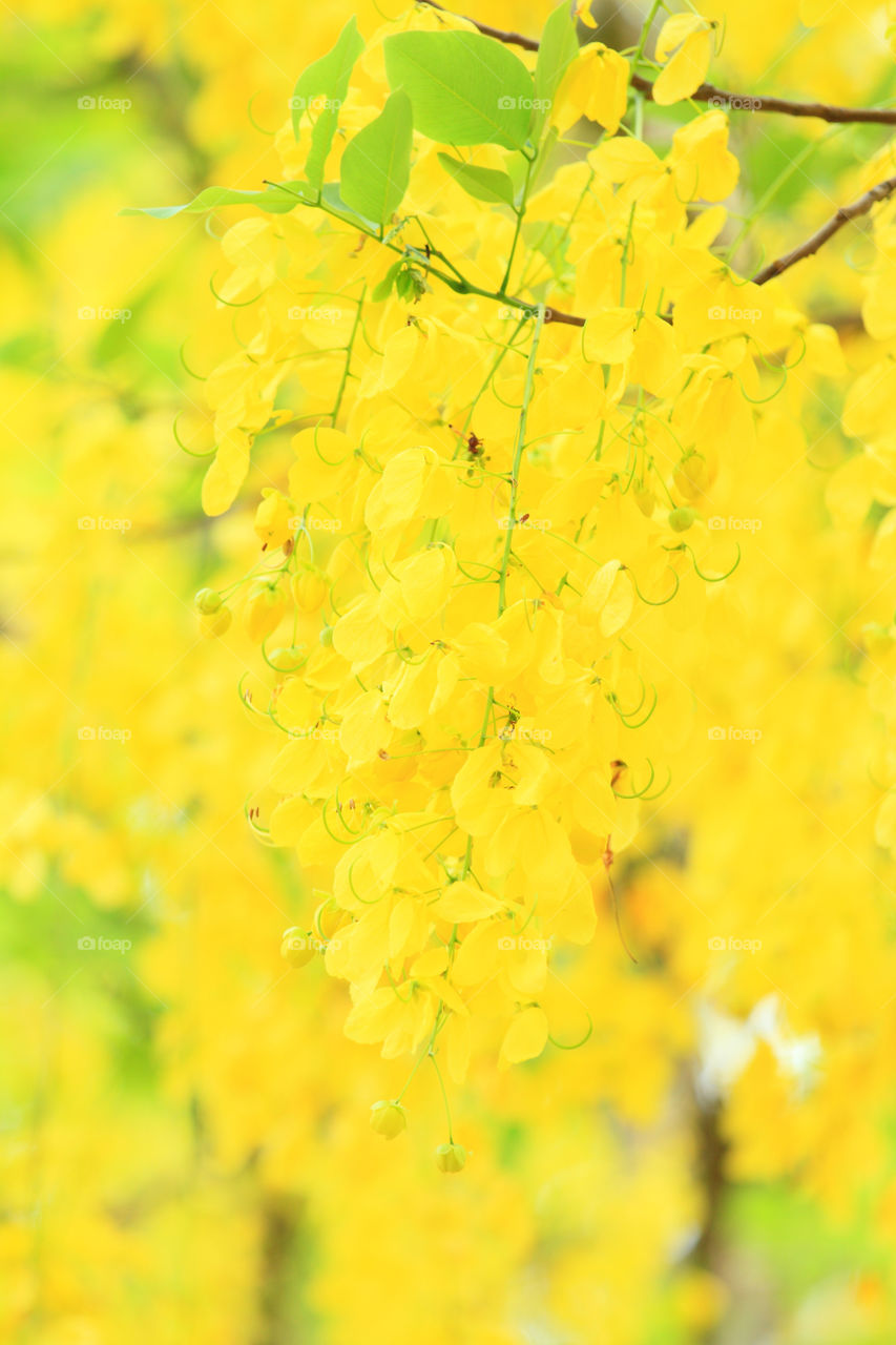 Golden shower tree