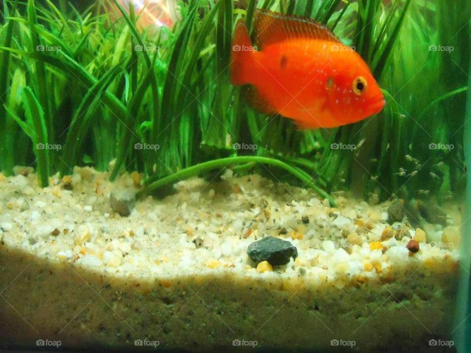 Red jewel cichlid and her babies