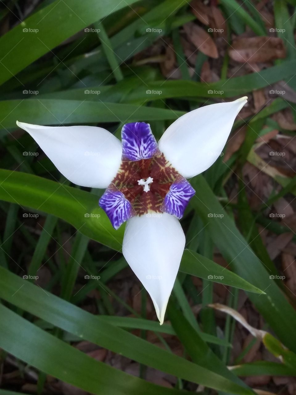 blooming eater flower