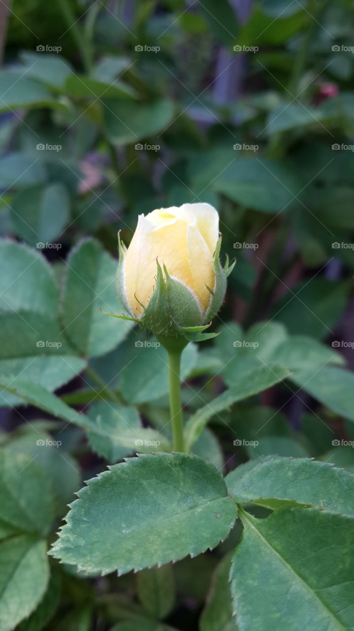 Yellow bud rose