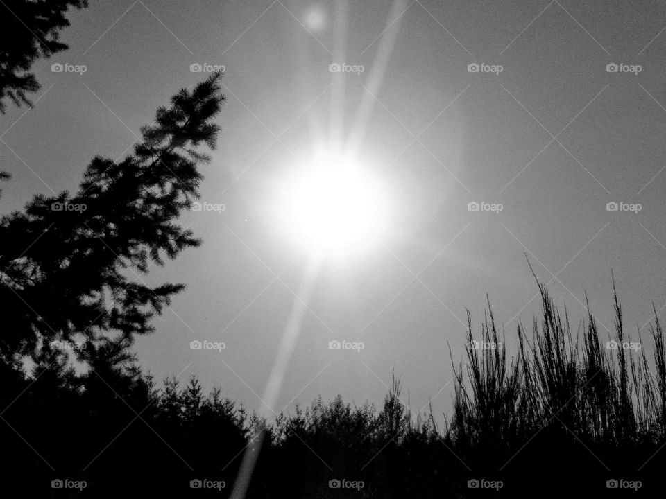 Pre dusk, black and white, sun radiating it's rays and heat, trees lingering in the background