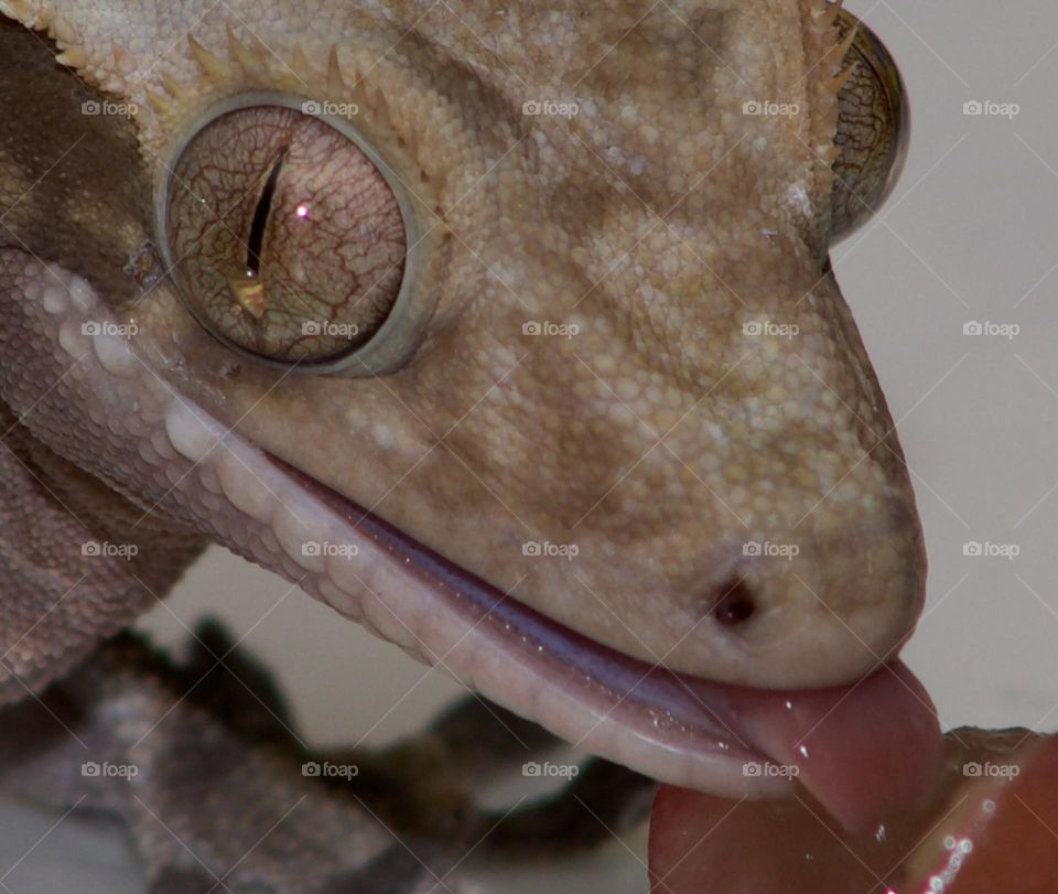 Crested Gecko enjoying a juicy,messy treat