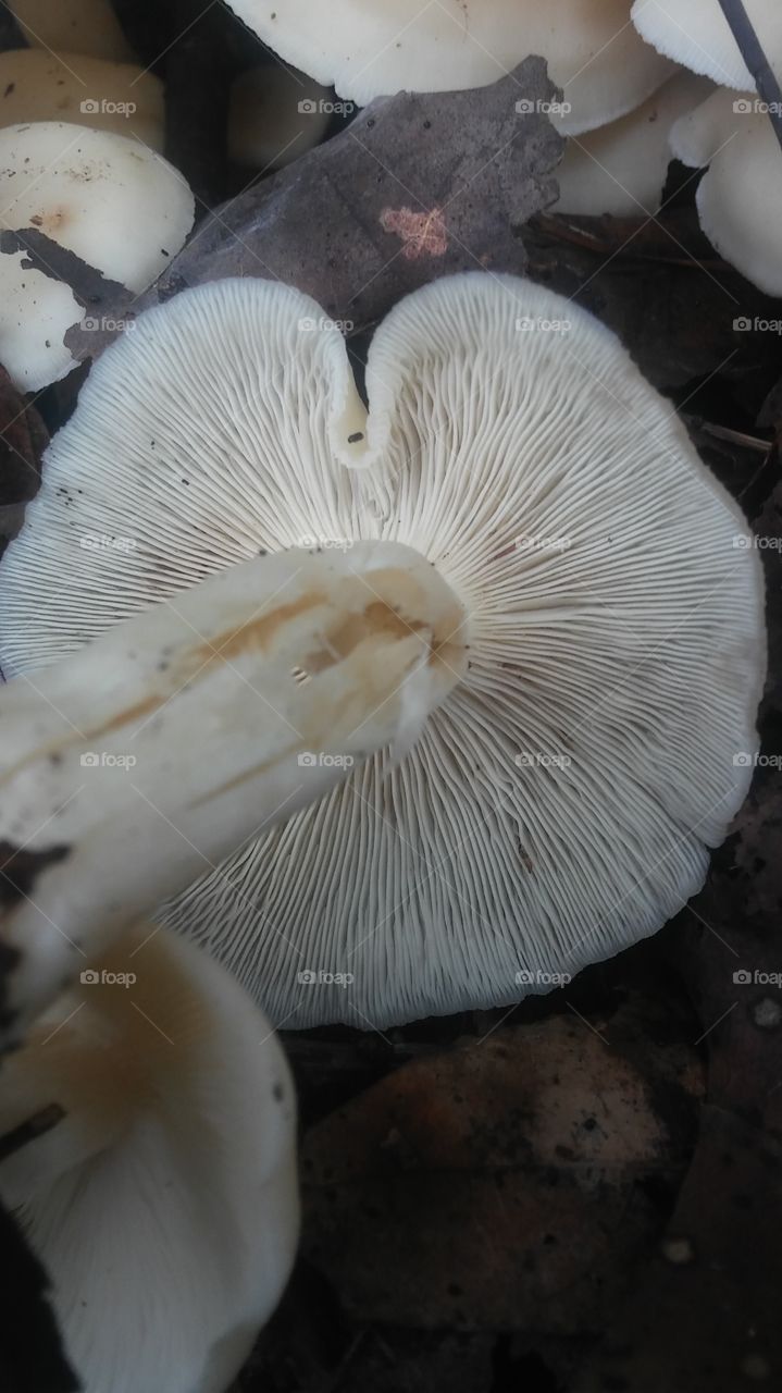 mushroom