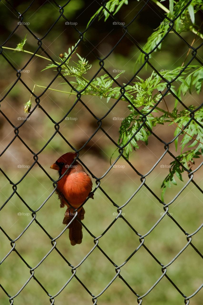 Red Cardinal perched on a metal chain link fence providing a complementary contrast to green foliage 