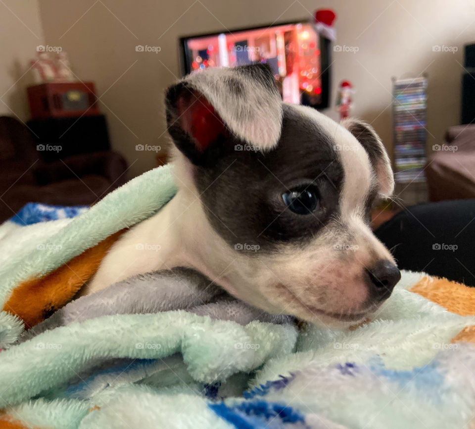 Puppy waking from nap 