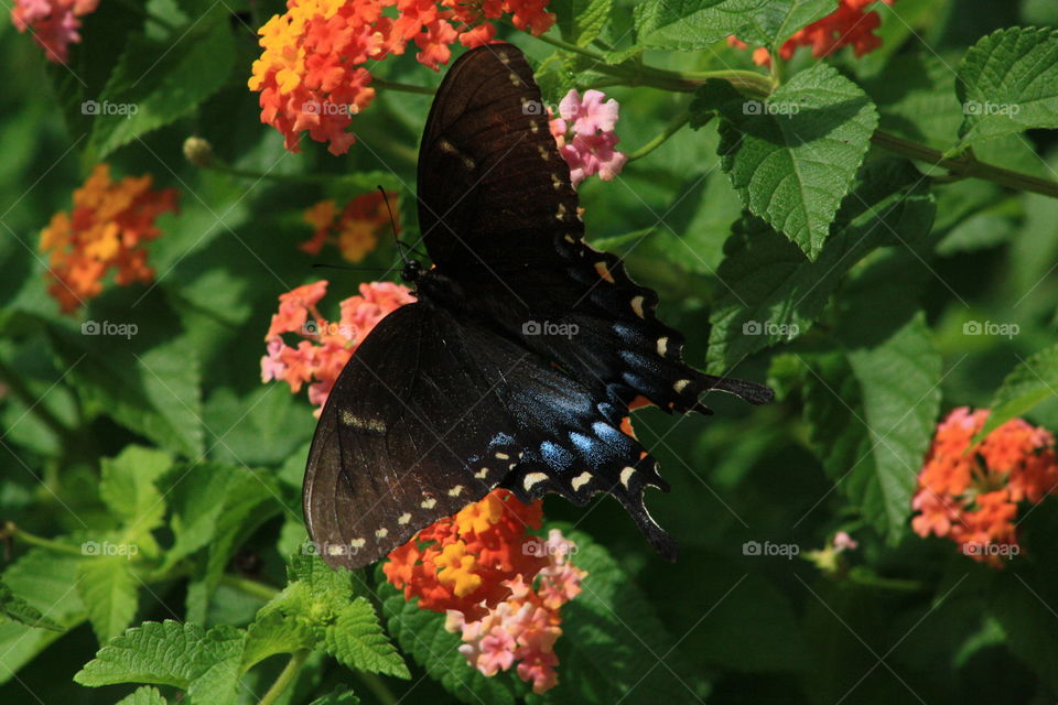 A beautiful Papilio polyxenes (Black Swallowtail) butterfly gathering nectar from a Lantana camara flower.