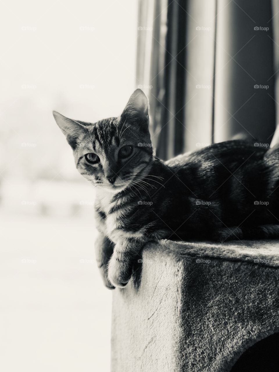Young kitten portrayed in black and white curiously looking at the lens of the camera 