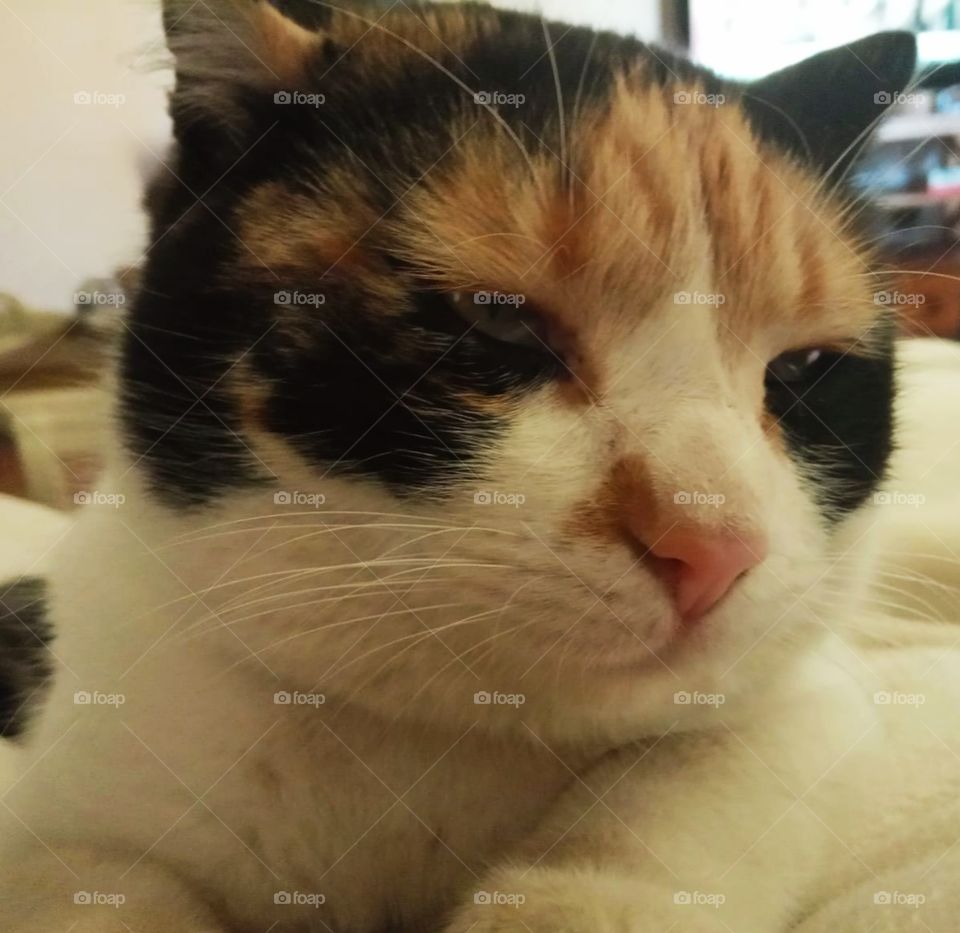 Portrait of my tri-colored cat