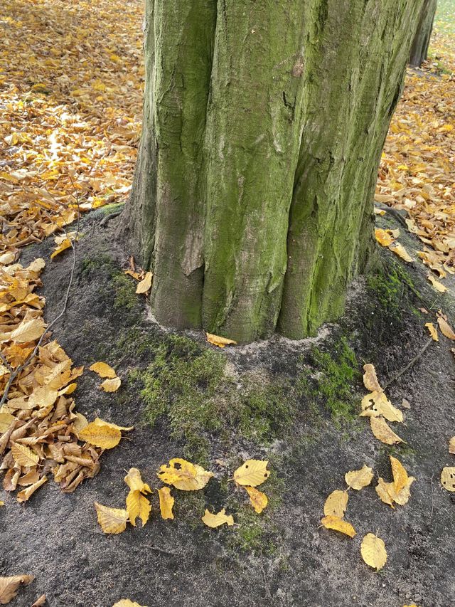 Baumfuß mit gelbem Herbstlaub auf dem Boden, kreisrund gefallen