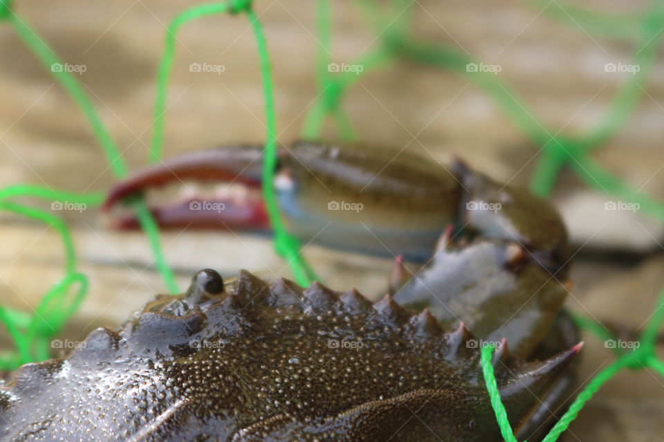 Crab caught in a net in a hot summer day. Maryland crab. 