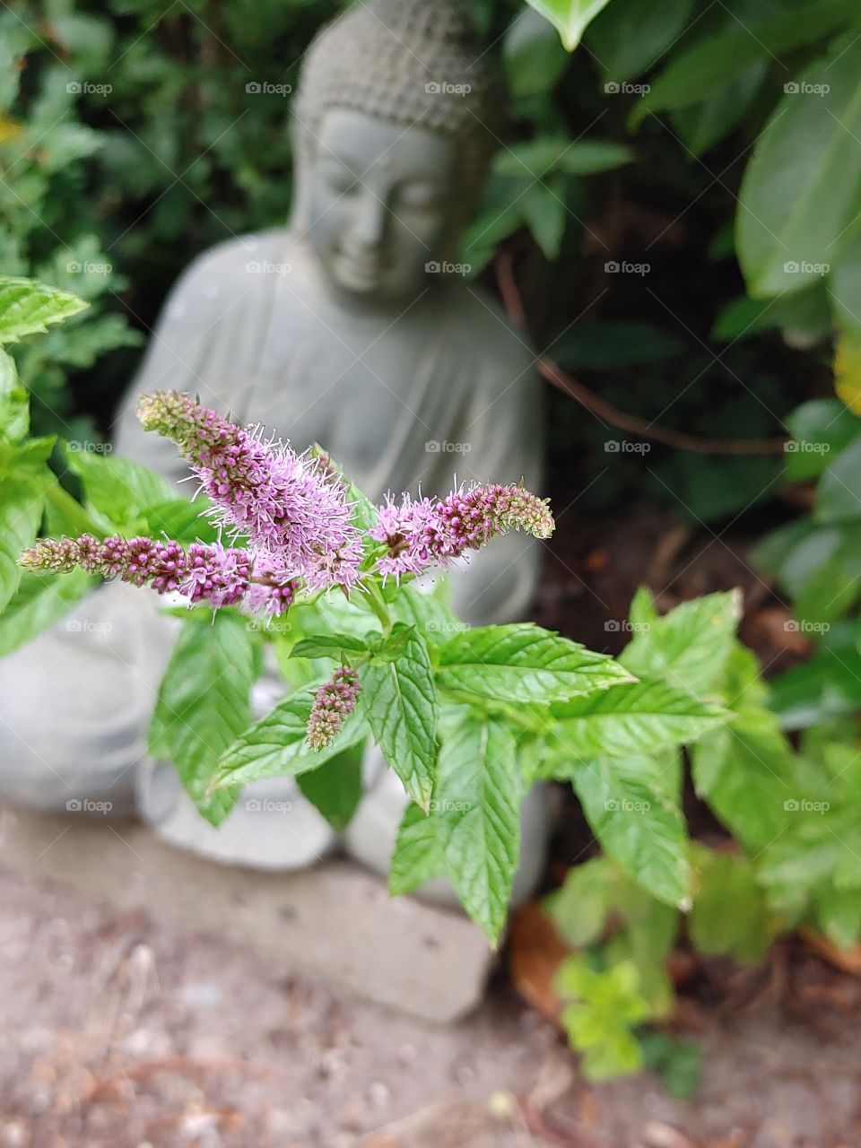 Garden , Buda, mint