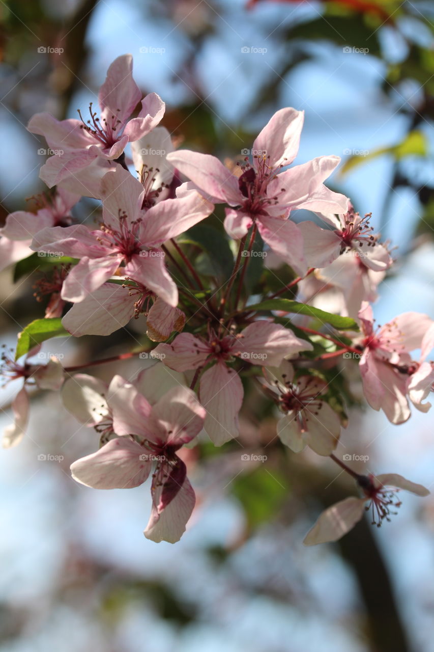 pink spring blooming flowers