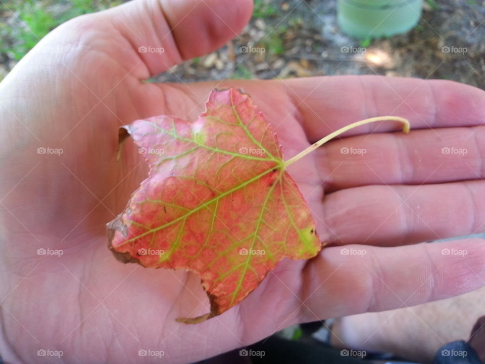 see, the leaves do change colors with the seasons here in Tampa Bay, Florida. Yes it's in my hand