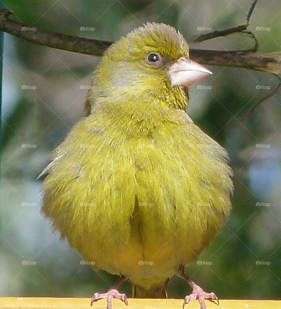 Yellow bird