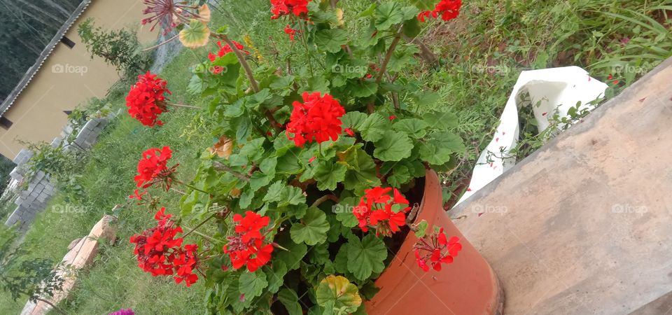 Red the colour of Love & Danger.❤️💫