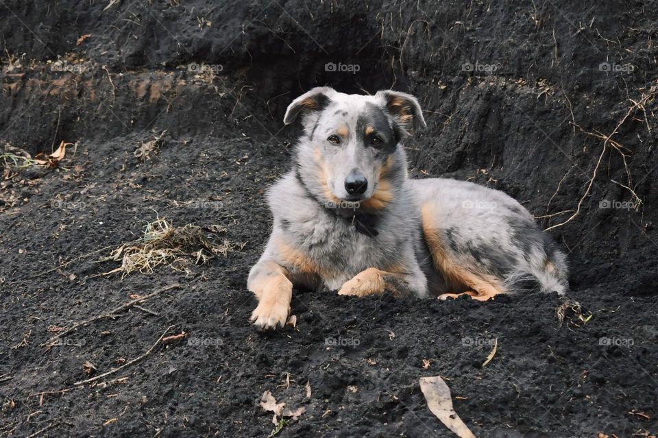 A shepherd dog lying on the ground