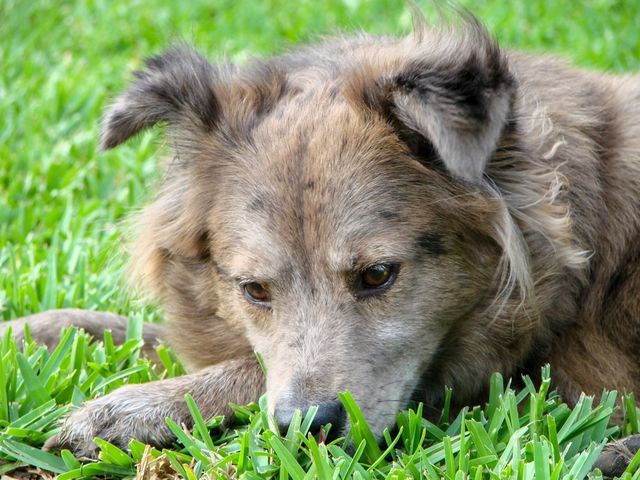 Close-up of dog on grass