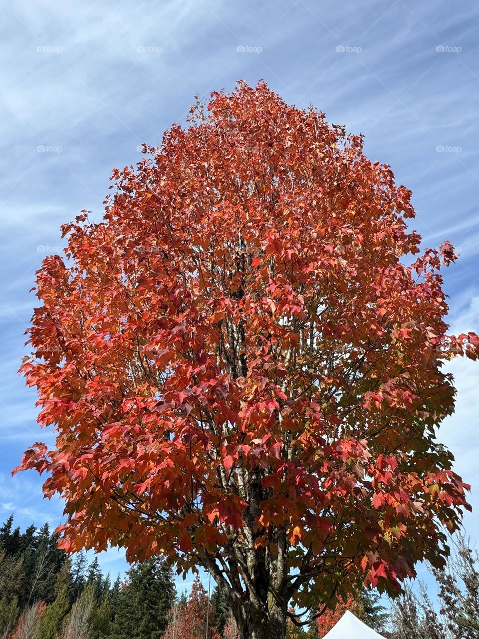 Three with red leaves on the blue sky background 
