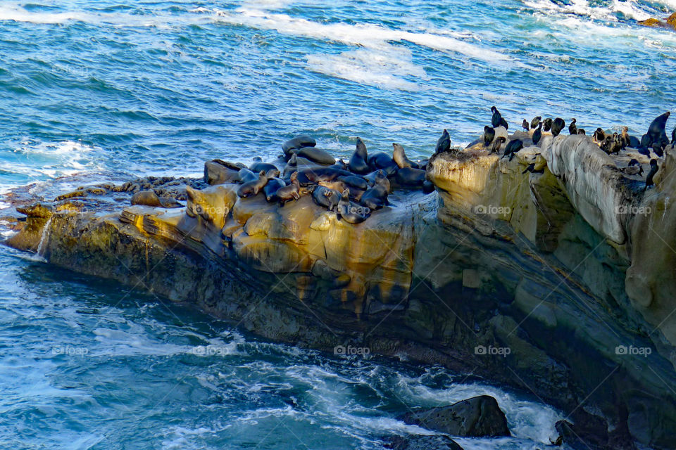 High angle view of birds on rock