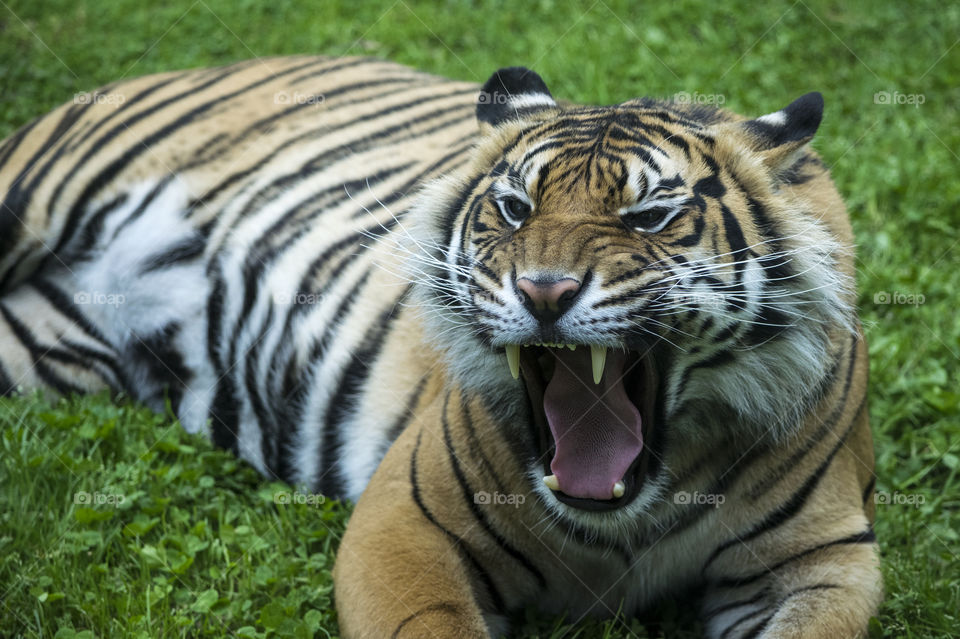 Close-up of tiger lying on grass