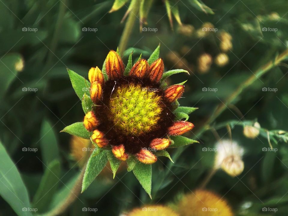 Macro photo of flower growing in the garden