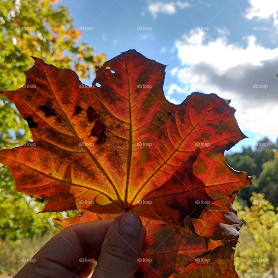 Fallen maple autumn leaf.  The leaf is colored red, green, yellow.
