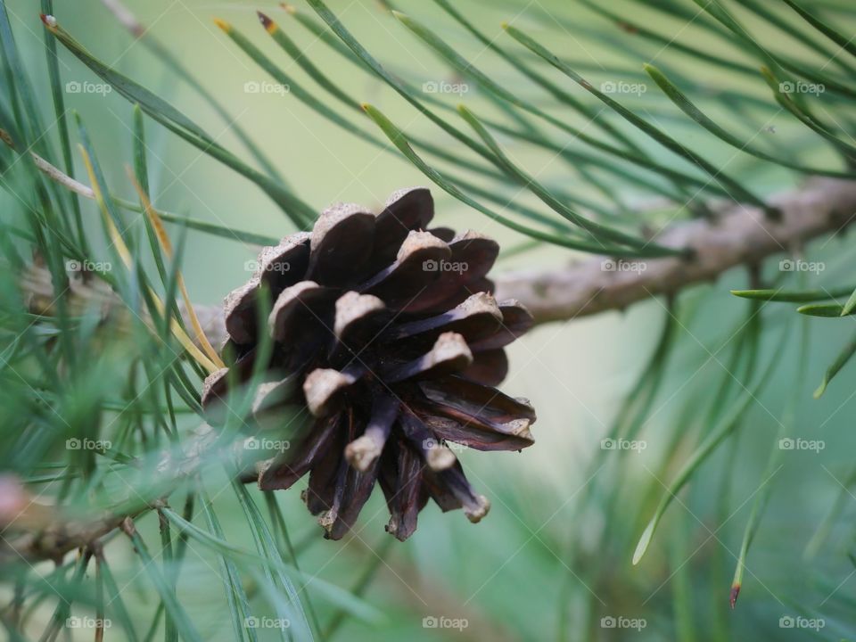 Pine cone