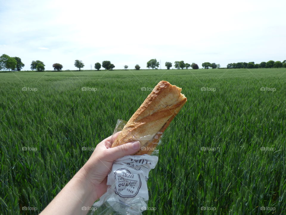 a Caucasian hand holding out a french baguette in the rye field in a warm spring afternoon