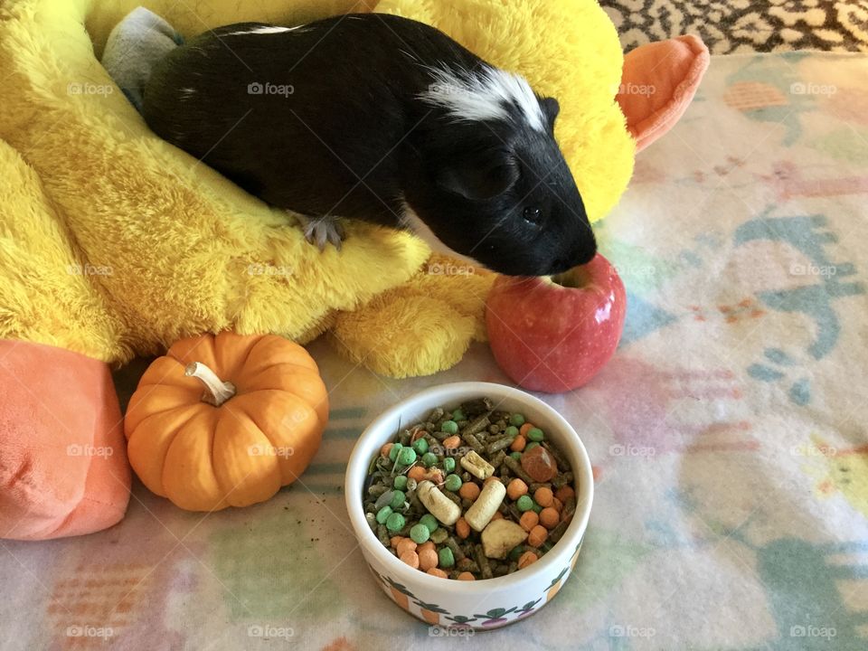 Playful guinea pig Timmy 