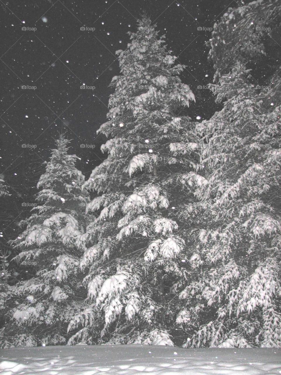 Fir trees in Snow