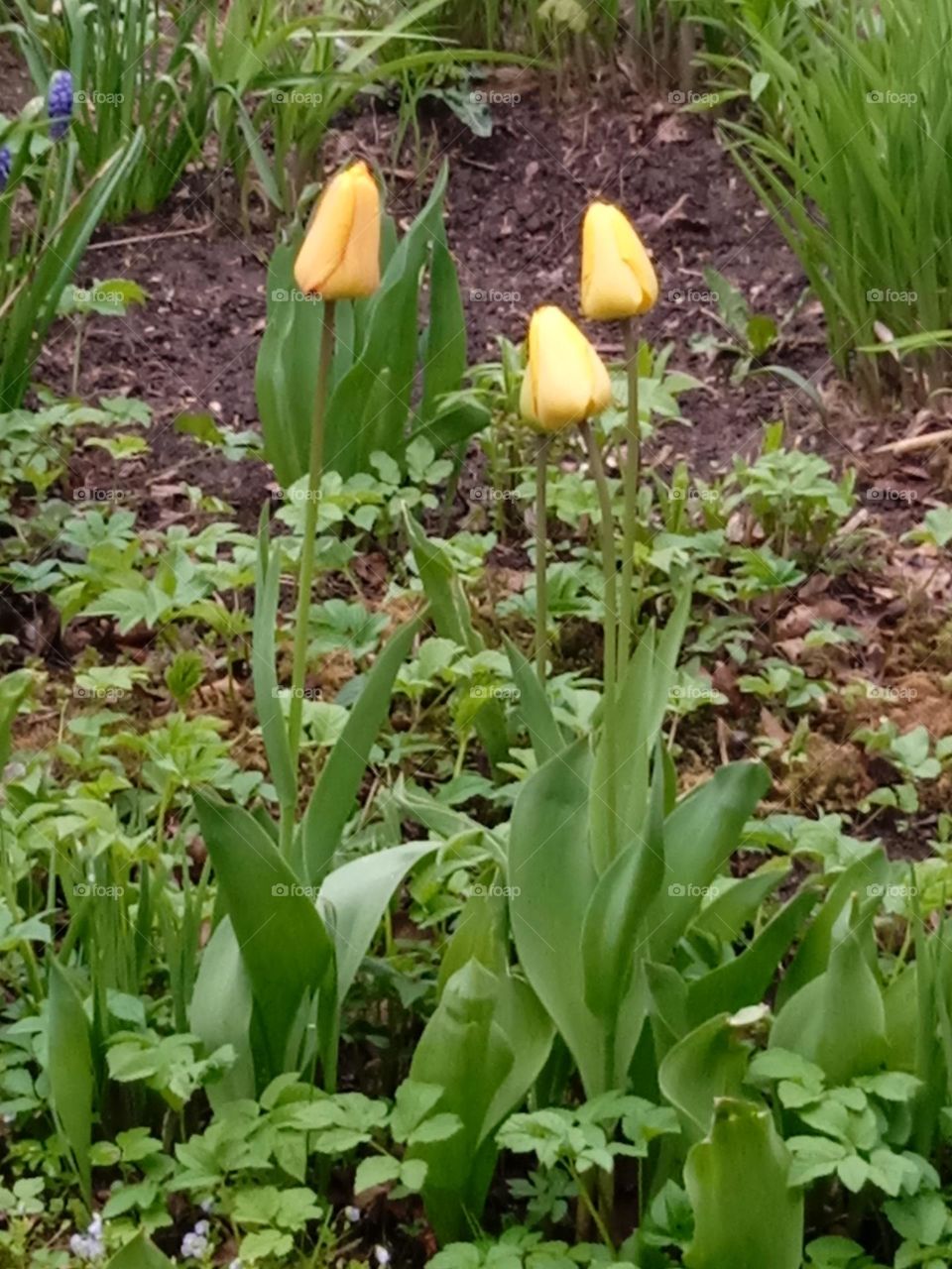 Yellow tulips