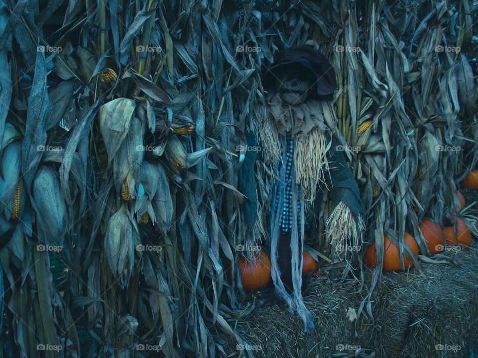 Scary scarecrow 