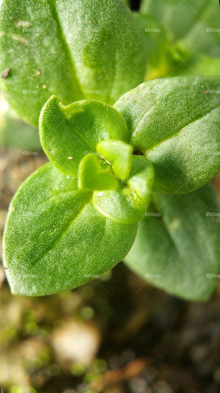 macro photography of plant