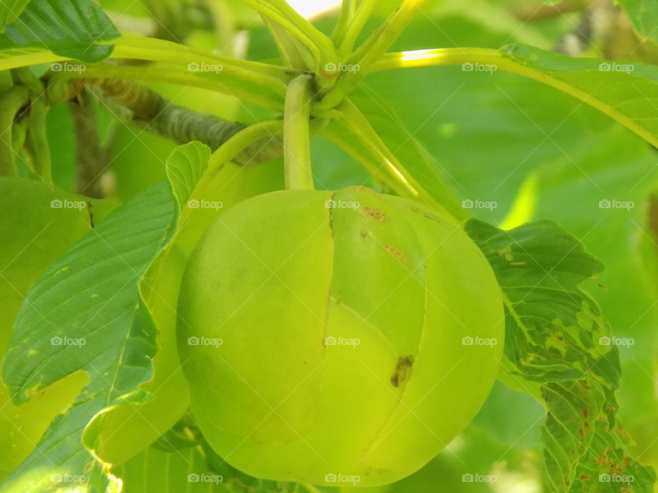 Fruit without a name