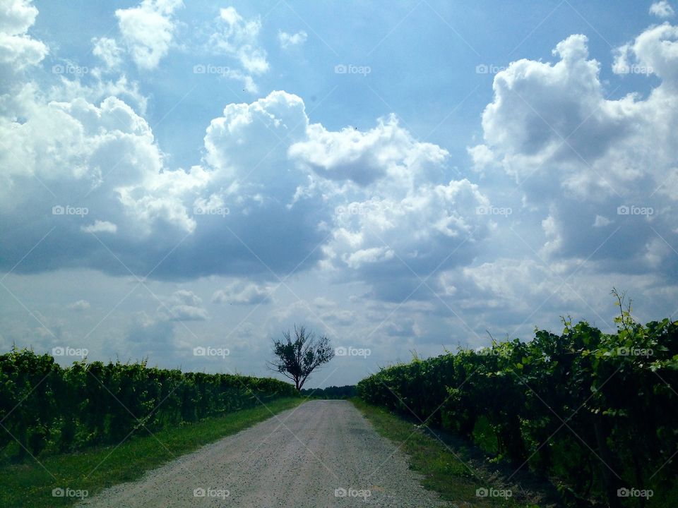 Winery Road