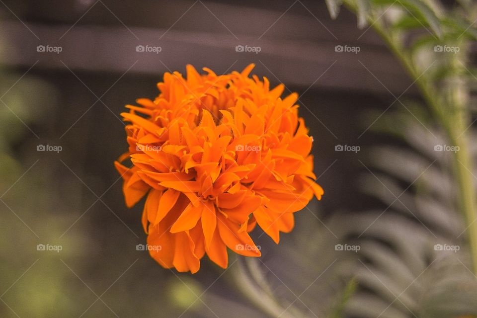 Detail Flower 