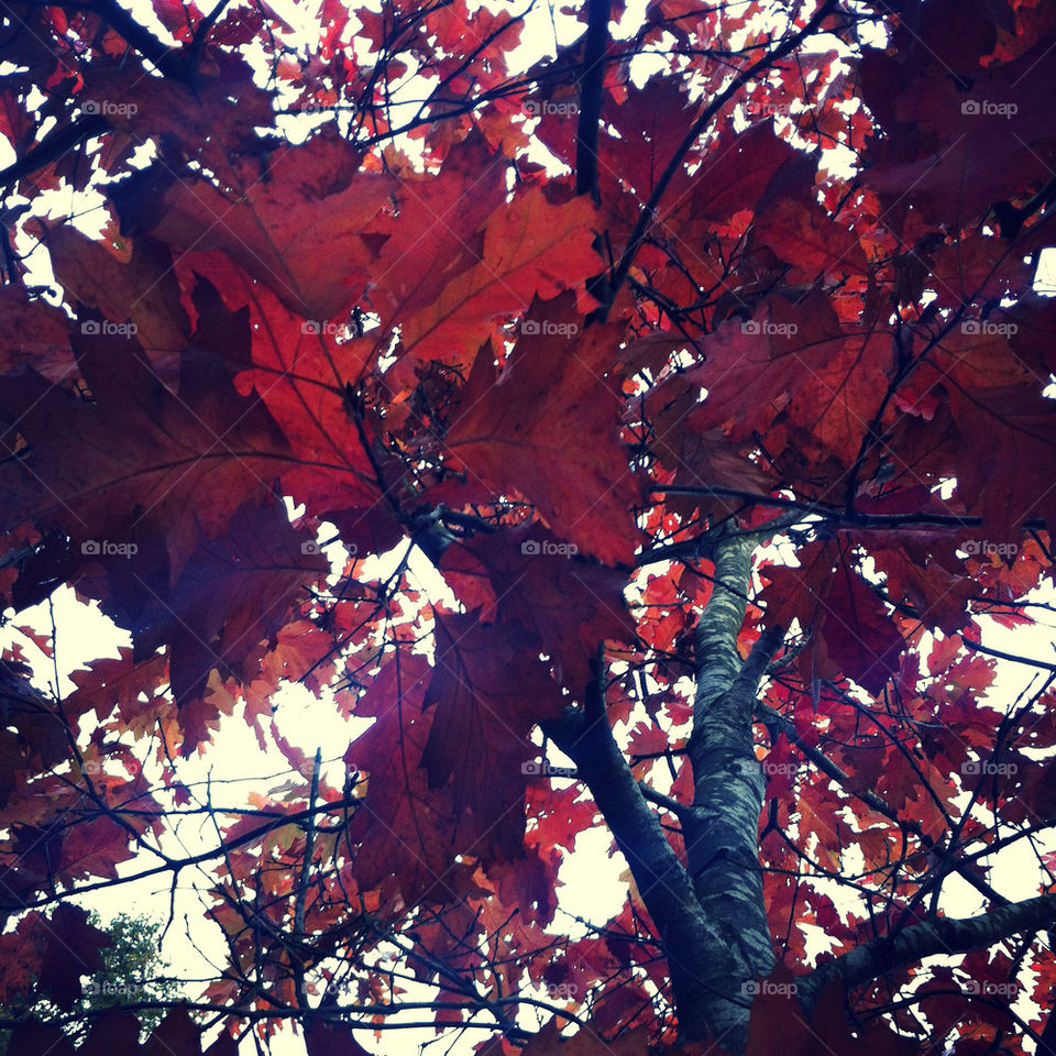 red tree leaves autumn by srcooper