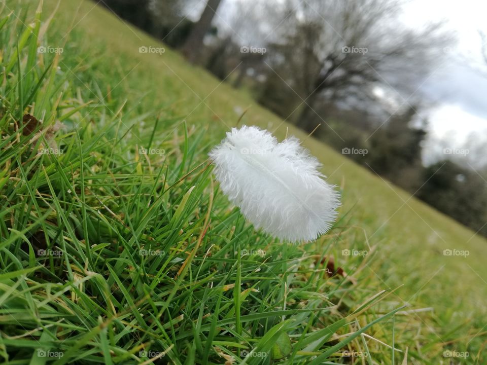 feather floating on grass