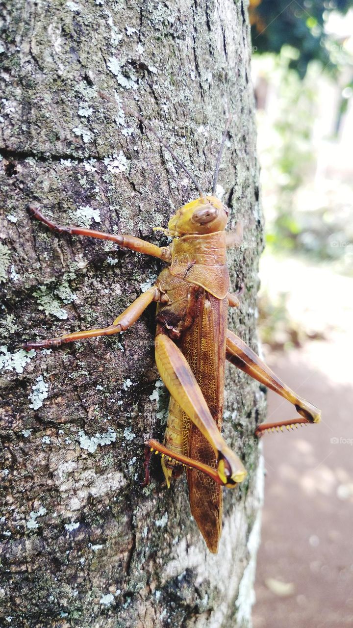 Wooden grasshopper perched on tree in plantation