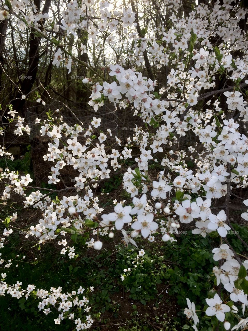 Apricot tree blossoms 
