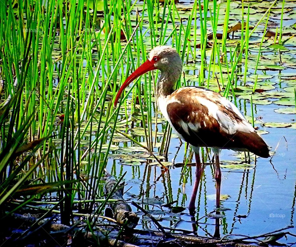 Juvenile White Ibis