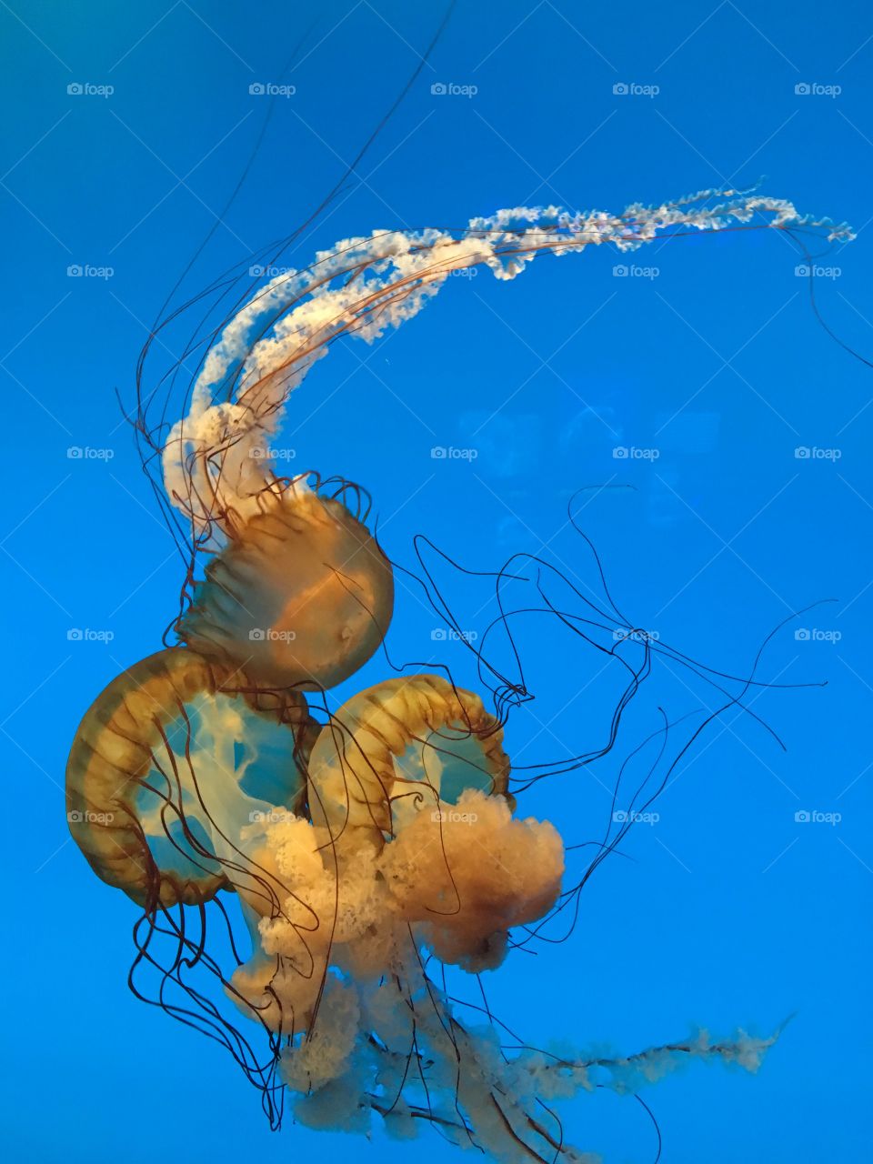 jellyfish at the national aquarium 