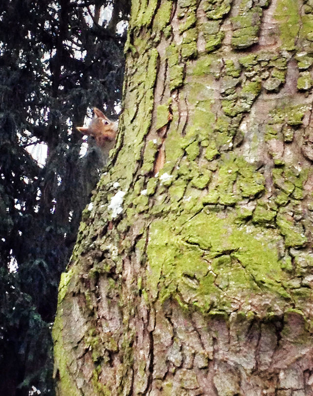 Curious squirrel