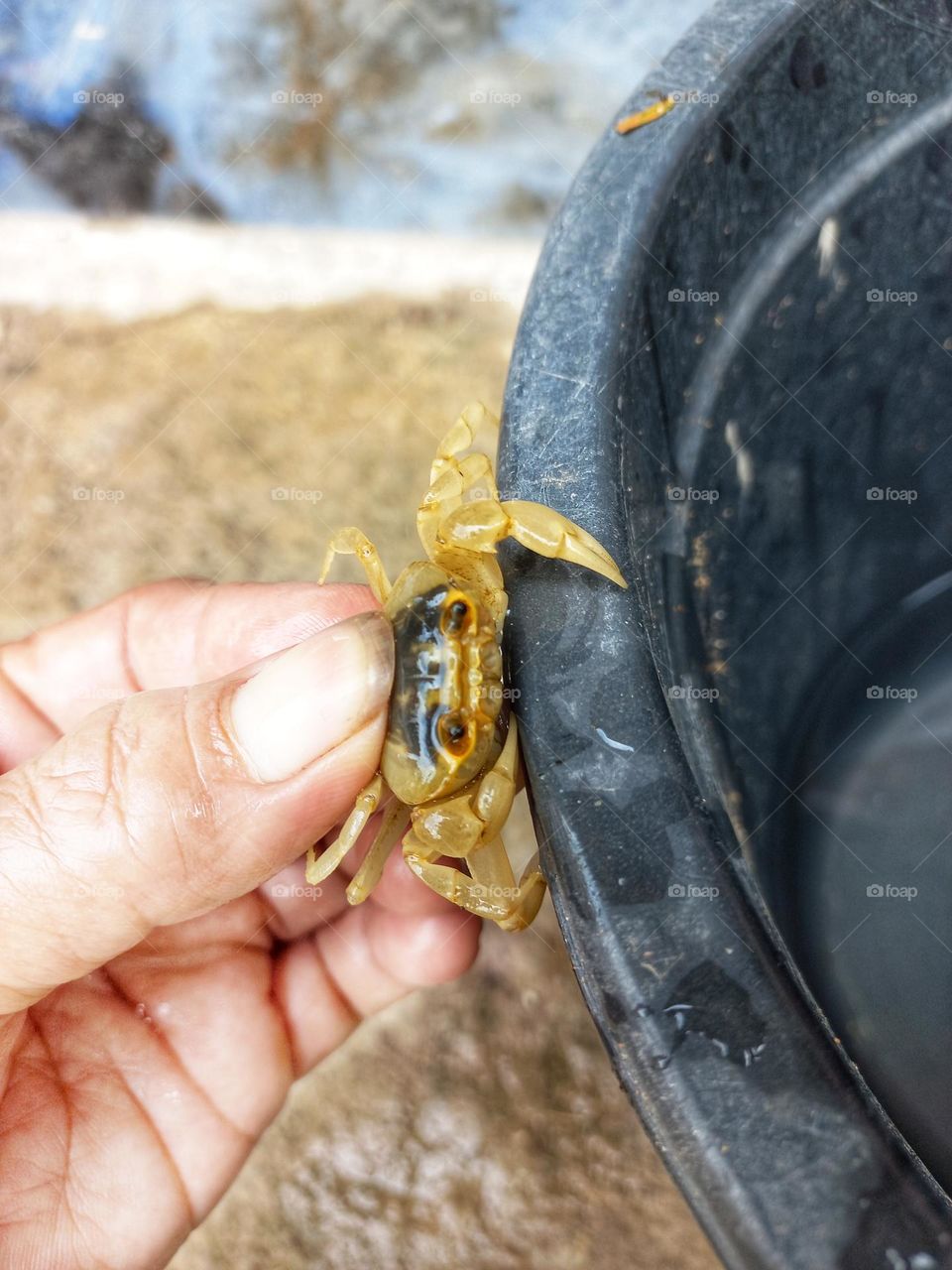 The rice field crab is held firmly