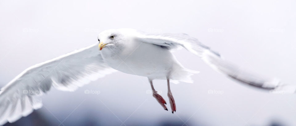 Close-up of flying seagull